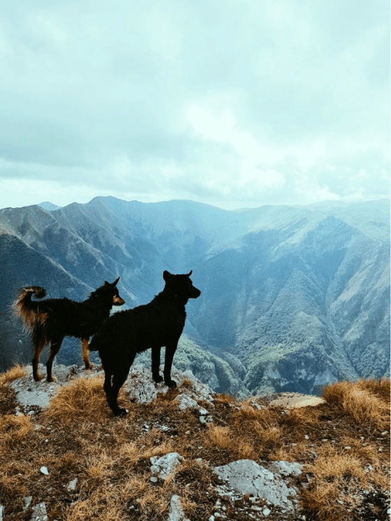 happy pets