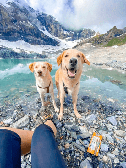 happy pets